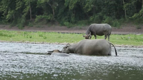 Buffalo in the li river Stock Footage 252148133