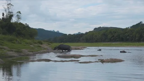 Buffalo in the li river Stock Footage 252148386