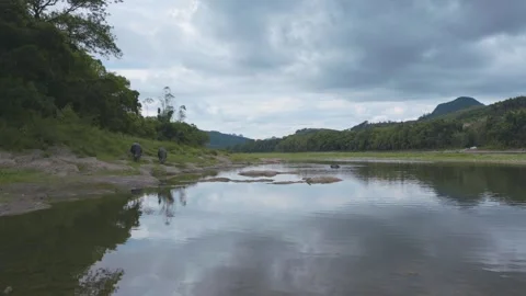 Buffalo in the li river Stock Footage 252148435