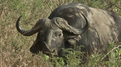 Buffalo licking Stock Footage 12361737