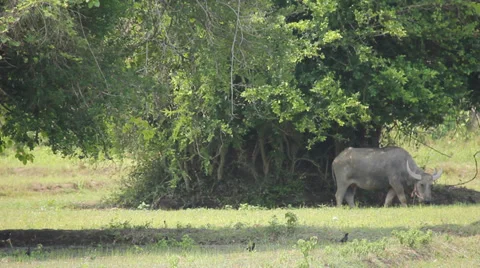 Buffalo Lies Down Stock Footage 37694913