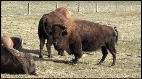 Buffalo long Video stock 609686