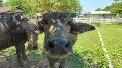 A buffalo look at camera when he saw a human taking a photo of him Stock Footage 276339225