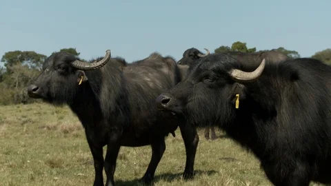 Buffalo look Stock Footage 100647698