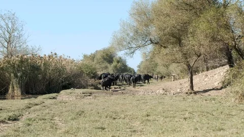 A buffalo looking back while the herd is leaving Stock Footage 117002032