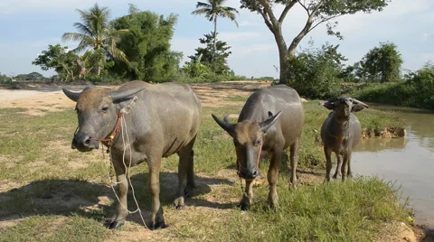 Buffalo looking to camera in the field. Stock Footage 42681563