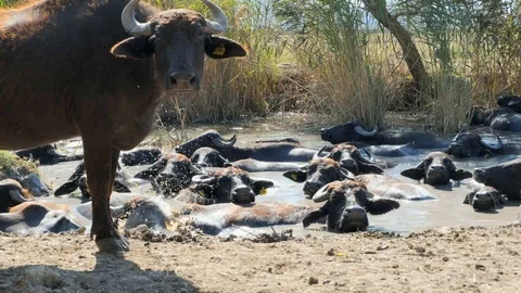 A buffalo looking to camera while others are in water Stock Footage 117000345