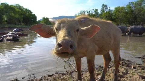 Buffalo looking directly to camera Stock Photos