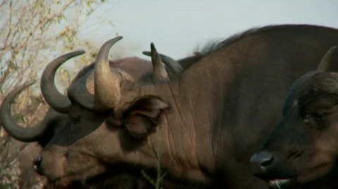 Buffalo Looking 库存影片 523356