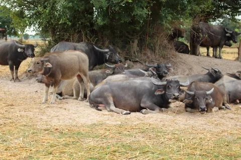 Buffalo lying chewing grass. Stock Photos