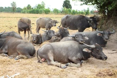 Buffalo lying chewing grass Фото
