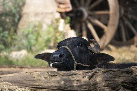 A buffalo lying down with hypersalivation Stock Photos