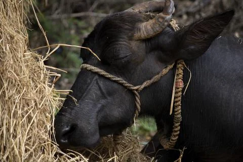 A buffalo lying down resting with closed eyes Stock Photos