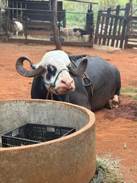 Buffalo lying on a farm Stock Photos