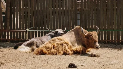 The buffalo is lying Stock Footage 137655153