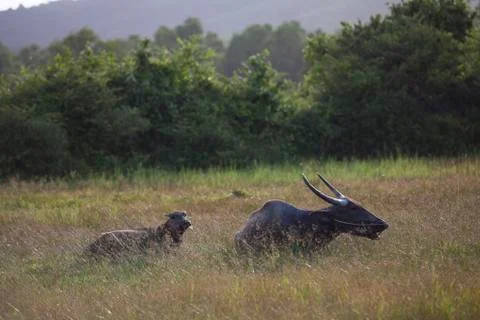 Buffalo lying meadow Stock Photos