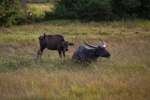 Buffalo lying meadow Stock Photos