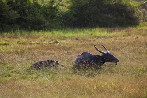 Buffalo lying meadow Stockfoto's