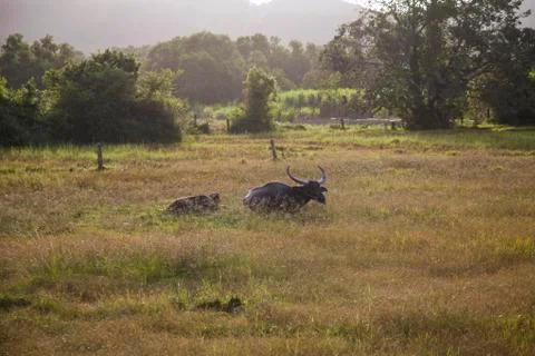 Buffalo lying meadow Stock Photos