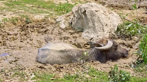 Buffalo Lying in Mud Hole Wide Shot 스톡 동영상 344022056