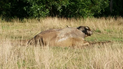 Buffalo lying on mud puddle to displace bug fly on body and make fresh and co Stock Footage 94970755