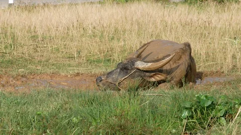 Buffalo lying on mud puddle to displace bug fly on body and make fresh and co Stock-Footage 94973345