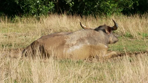 Buffalo lying on mud puddle to displace bug fly on body and make fresh and co Video stock 95010439