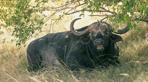 Buffalo in Masai Mara Stock Footage 54350736