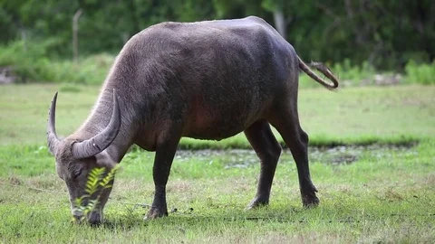 Buffalo on meadow. Stock Footage 82841218