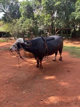 Buffalo in a Meadow Stock Photos
