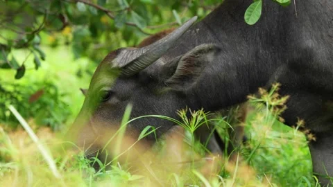 Buffalo memory and Buffalo son eating green grass Stock Footage 337832458