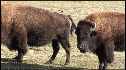 Buffalo mid Video stock 609668