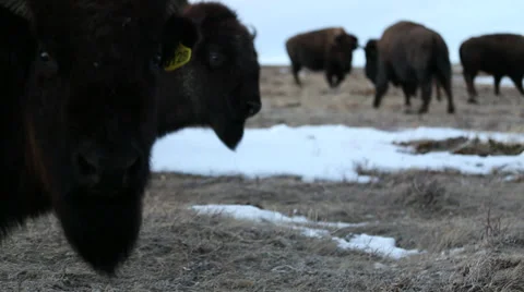 Buffalo of Montana Stock Footage 33723132