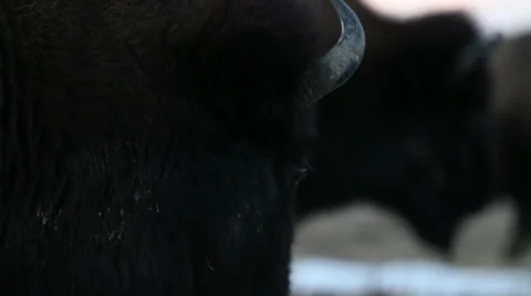 Buffalo of Montana Video stock 33723139