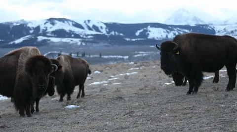 Buffalo of Montana Video stock 33723155