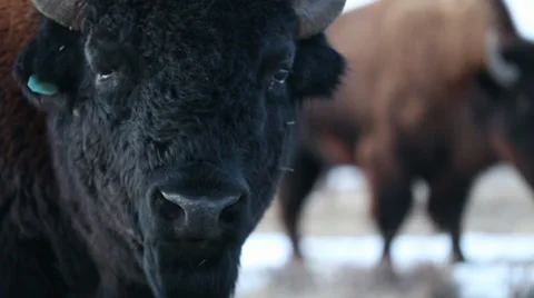 Buffalo of Montana Video stock 33723162