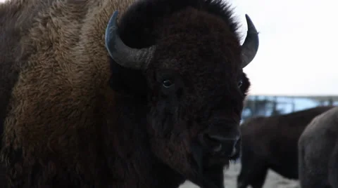 Buffalo of Montana Video stock 33723165