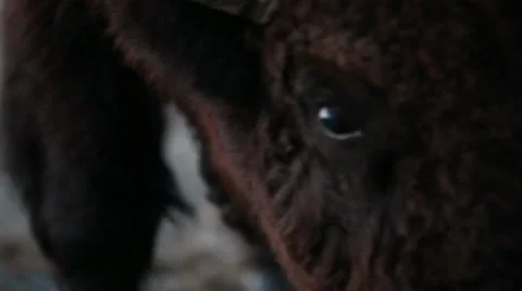 Buffalo of Montana Stock Footage 33723169