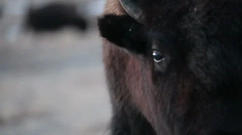 Buffalo of Montana Video stock 33723174