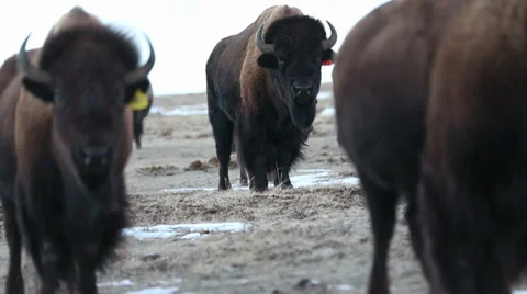 Buffalo of Montana Video stock 33723222
