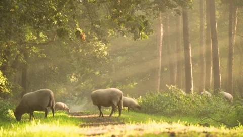 Buffalo in the morning Stock Footage 171549805