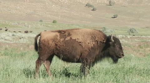 Buffalo moving through the green grass Stock Footage 51072373