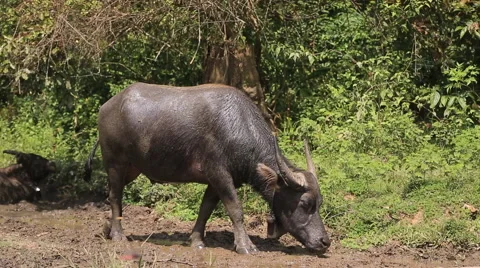 Buffalo in mud jungle hot close up Stock Footage 51991262