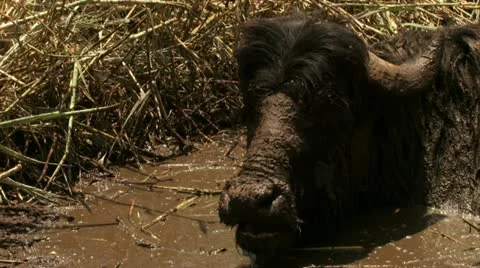 Buffalo in mud lagoon Stock Footage 20507647