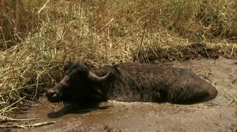 Buffalo in mud lagoon Stock Footage 20507677