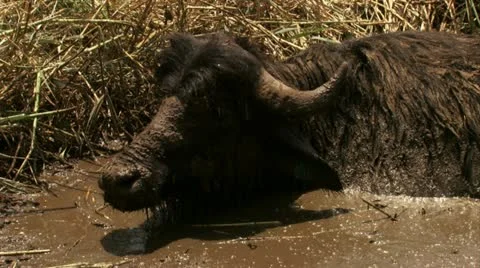 Buffalo in mud lagoon Stock Footage 20507692