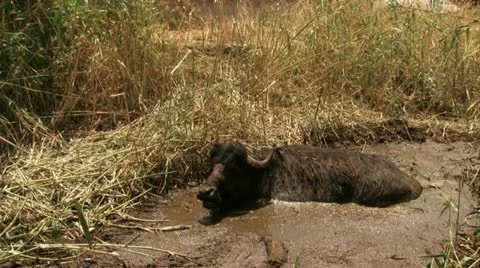 Buffalo in mud lagoon Stock Footage 20507718