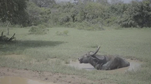 Buffalo in the mud in the savanna Stock Footage 82313607