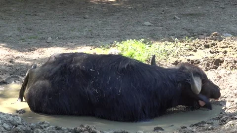 A buffalo muddies in a mud puddle and enjoys it Stock Footage 246116351