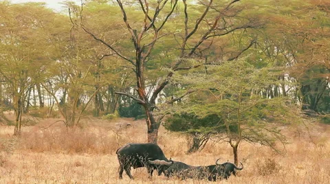 Buffalo in Nakuru Park Stock-Footage 54373716